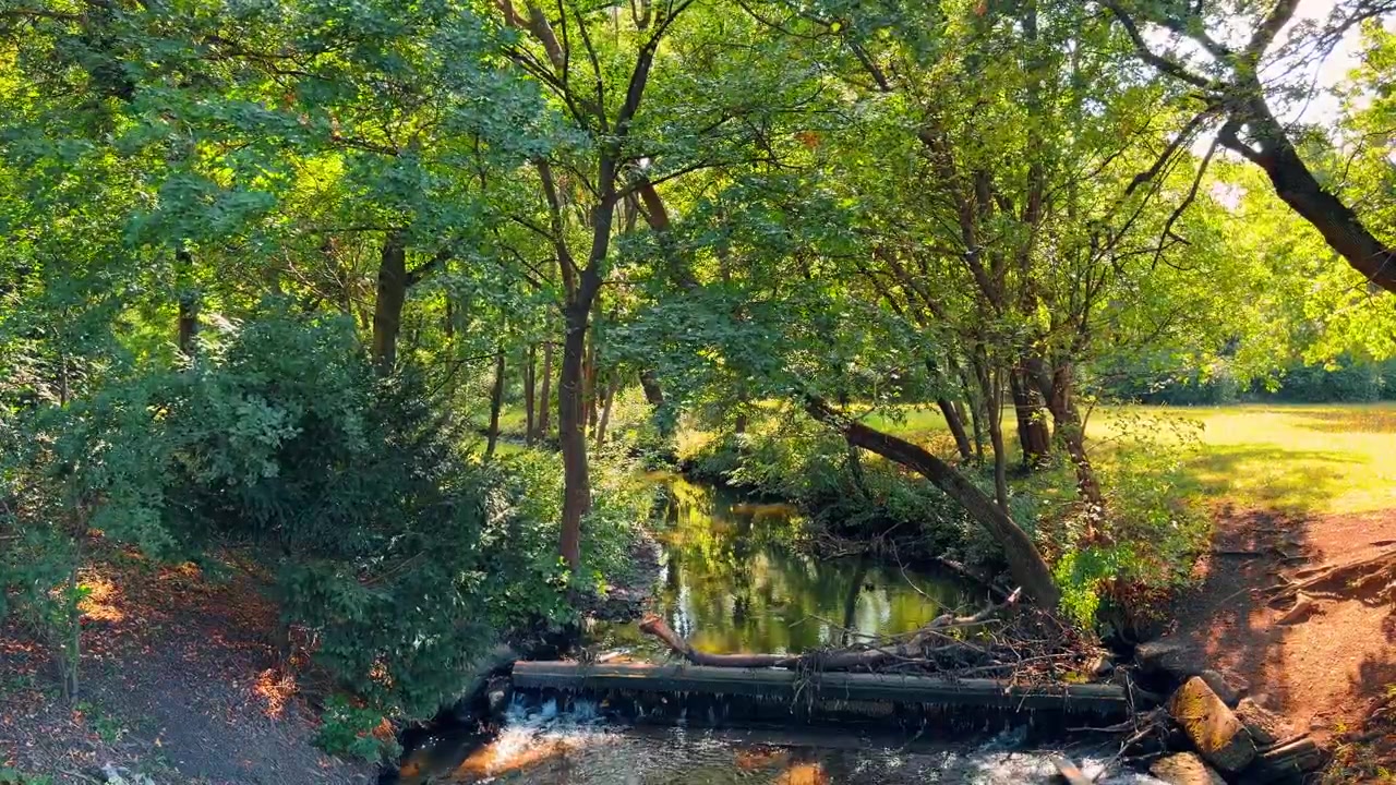 Forest stream flowing over wooden barrier surrounded by green trees. Sunlight filters through dense foliage illuminating running water and fallen branches in woodland.
