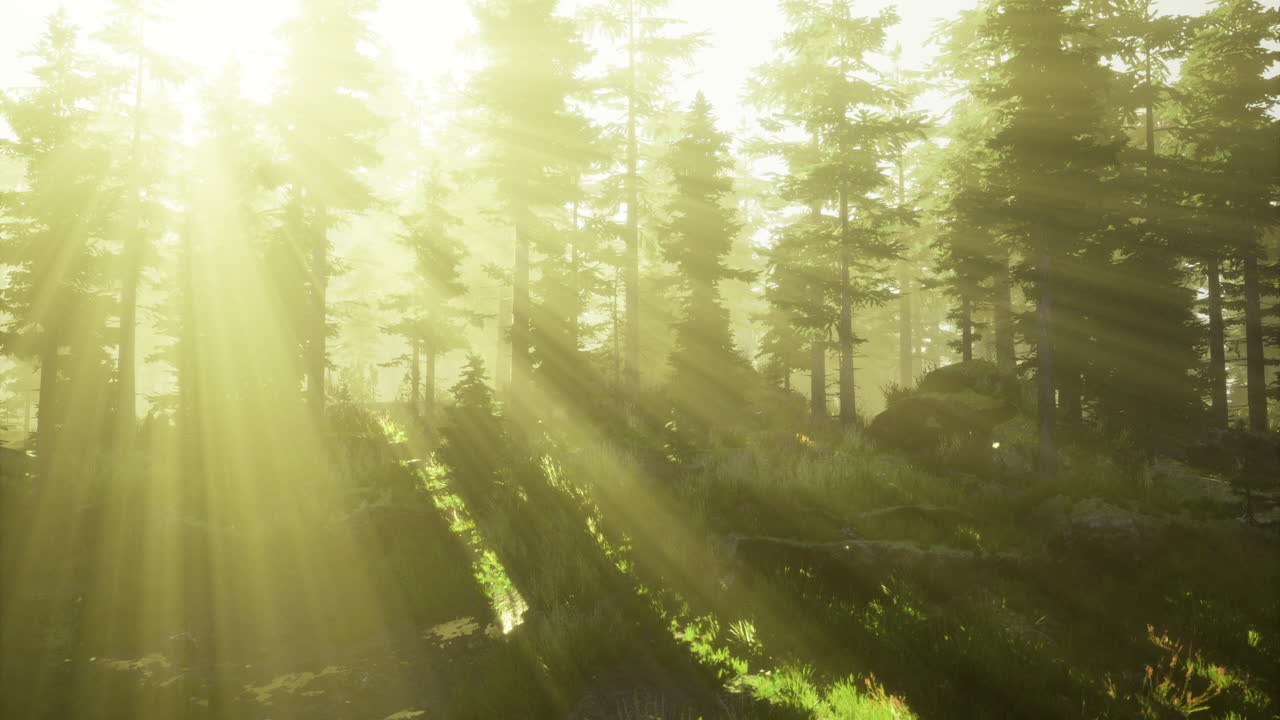 Sunlight filters through tall trees in a serene forest during golden hour