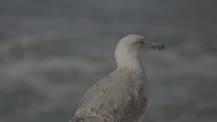 Gull by the Ocean