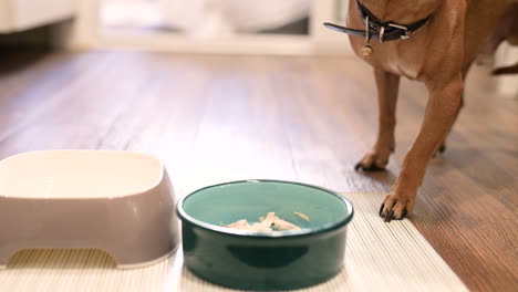 Vista-De-Cerca-De-Un-Perro-Marrón-Comiendo-En-Su-Comedero