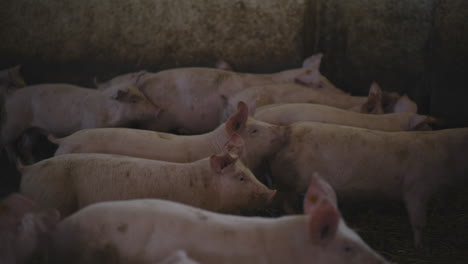 cerdos en un corral de granja