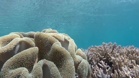 a shallow coral reef teeming with various coral structures, sea fish and ocean surface