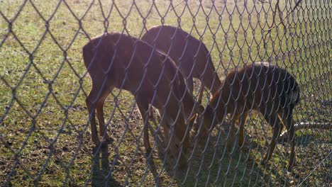 three deer eating in wildlife preserve