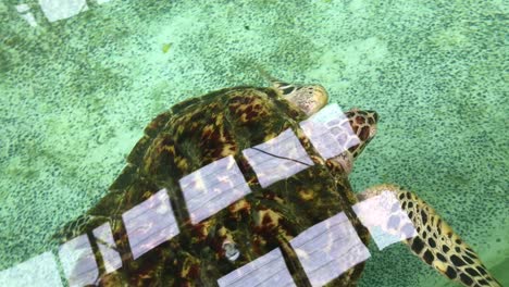 tortuga marina nadando en el tanque en el centro de conservación de tortugas marinas