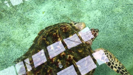 sea turtle swimming in the tank at sea turtles conservation center