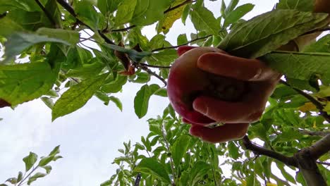 recogiendo una manzana roja brillante de un manzano en columbus, ohio