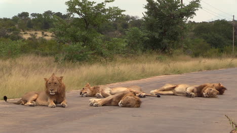 static view of group of male lions resting on tar road in south africa