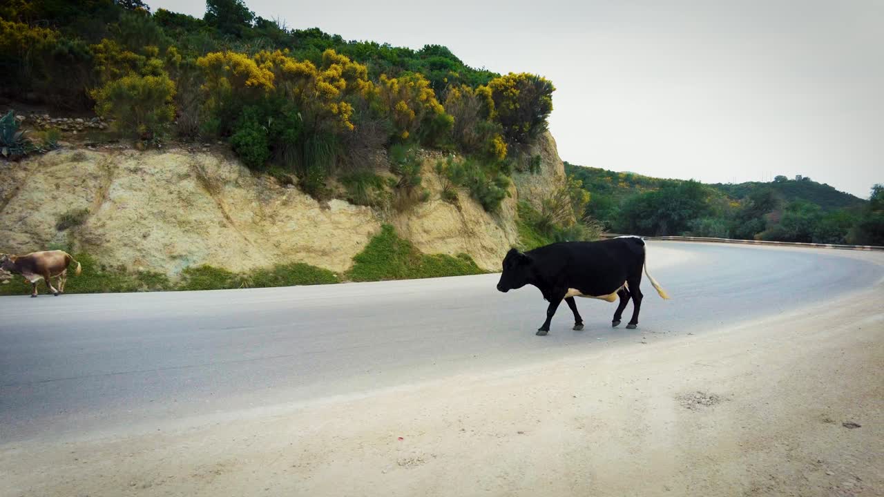 group of cows crossing asphalt road from right to left in mountain area with green trees at cloudy spring day time.