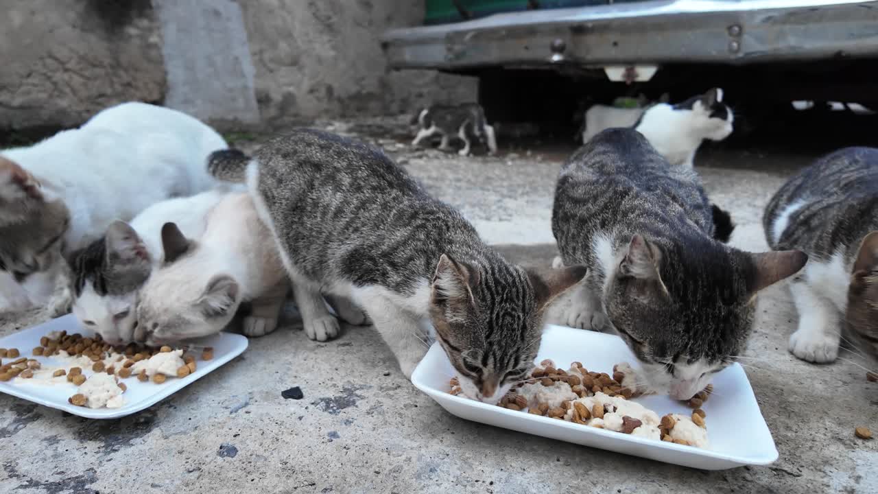 Nahaufnahme einer Gruppe streunender Katzen beim Fressen auf der Straße aus niedrigem Winkel