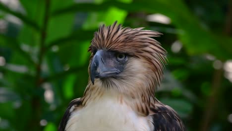 El-águila-Filipina,-También-Conocida-Como-águila-Comedora-De-Monos,-Está-En-Peligro-Crítico-Y-Puede-Vivir-Sesenta-Años-Alimentándose-De-Monos,-Lémures-Voladores-Y-Pequeños-Mamíferos-Como-Ave-De-Rapiña-Oportunista.