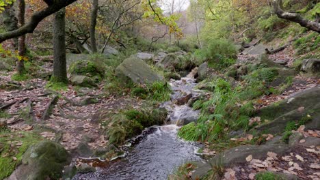 Serene-autumn-and-winter-forest,-a-slow-stream-flows-by-the-riverbank,-golden-oak-trees-drop-bronze-leaves