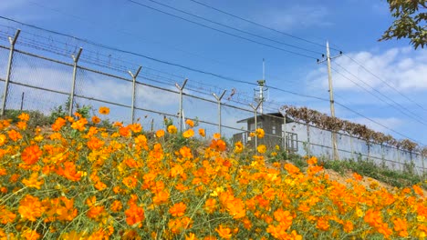 Blumen-Wackeln-In-Der-Nähe-Von-Stacheldraht-Und-Einem-Wachposten-In-Imjingak-Bei-Der-DMZ-Mit-Blick-Auf-Nordkorea,-In-Munsan,-Paju,-Gyeonggi-do,-Südkorea-1