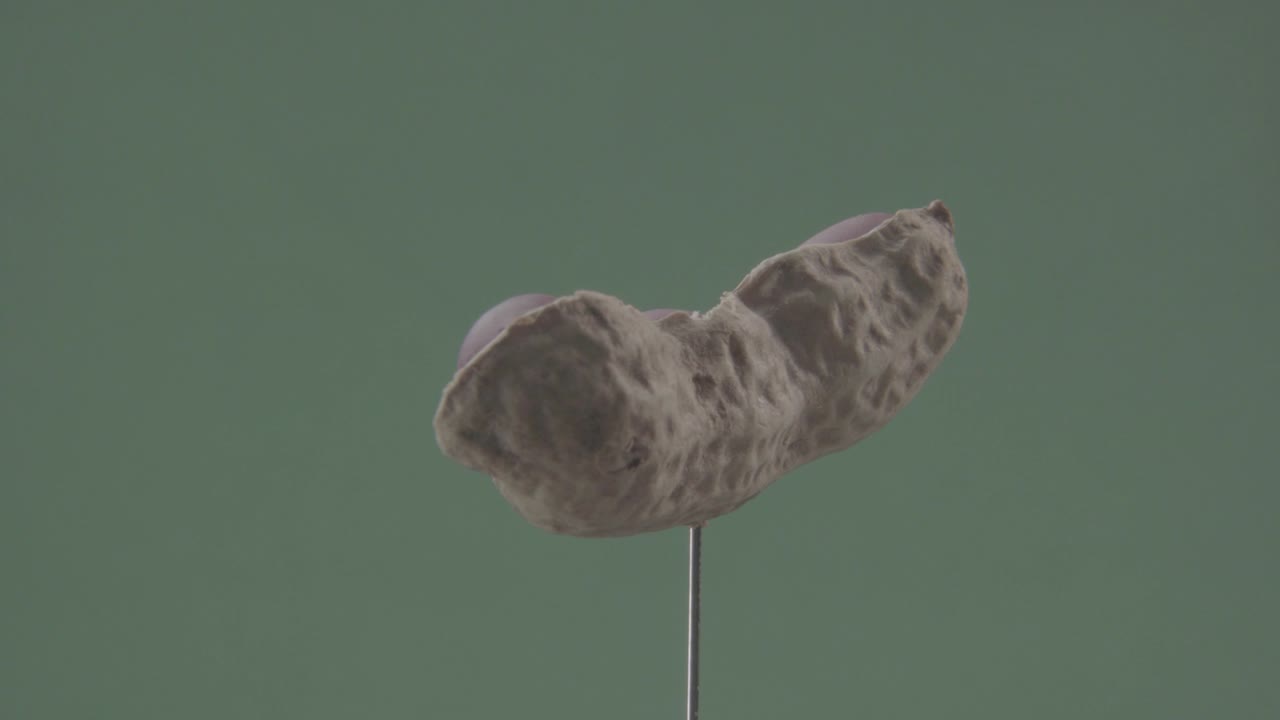 크로마 키를 위해 녹색 화면에 루프와 함께 땅콩 회전