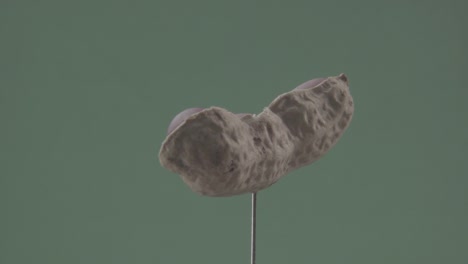 크로마 키를 위해 녹색 화면에 루프와 함께 땅콩 회전