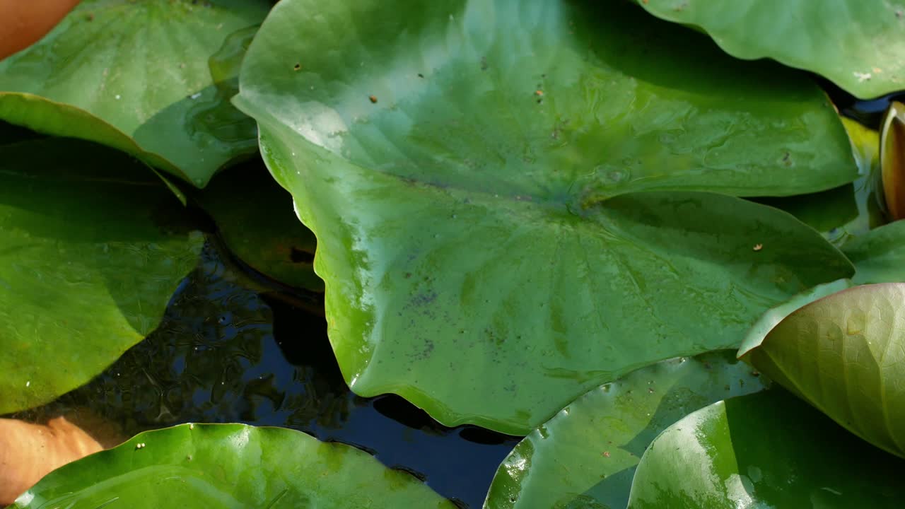 여자가 릴리 꽃을 들고 물속으로 들어갔을 때, 큰 릴리잎이 연못에 떠다니고, 물속의 발의 클로즈업.