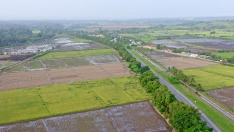 Luftaufnahmen-Von-Riesigen-Landwirtschaftlichen-Reisfeldern-In-Der-Provinz-In-Der-Nähe-Von-Nagua-In-Der-Dominikanischen-Republik
