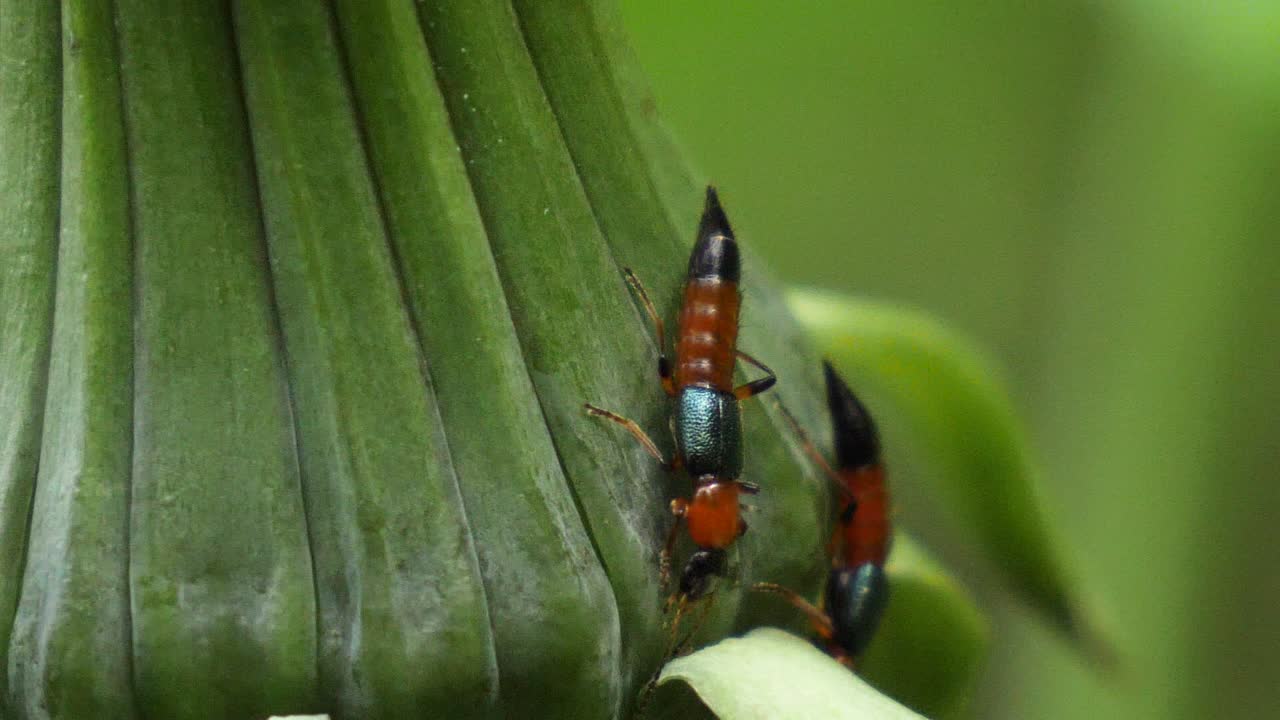 닫힌 민들레 꽃에 천천히 쉬고 있는 두 개의 빨간색과 검은색 곤충의 매크로 샷