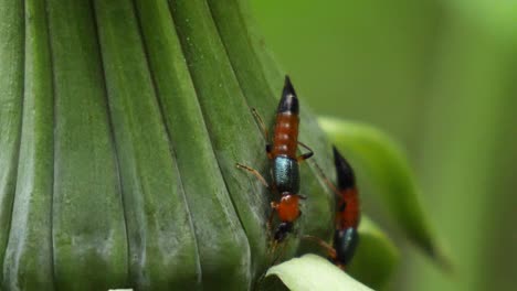 Macro shot of two red and black insects resting on a closed dandelion flower in slow motion