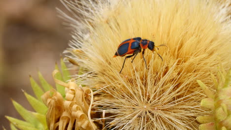 Makrovideo-Eines-Roten-Und-Schwarzen-Käfers-Auf-Einer-Distelblüte