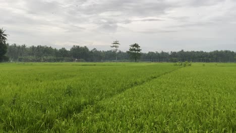 authentic rice fields on tropical island in southeast asia