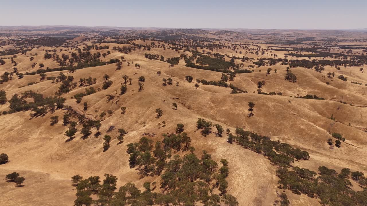 La campagna di Wagga Hill si estende con paddock asciutti e alberi sparsi su una vasta area, Nuovo Galles del Sud, Australia, ripresa aerea che stabilisce il paesaggio