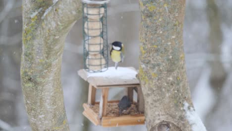 Great-tits-in-winter-feeders