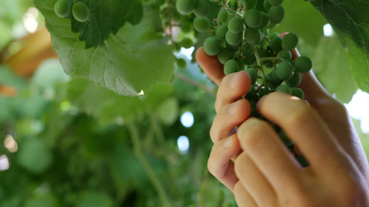 포도원에서 작물이 어떻게 자라고 있는지 확인하기 위해 포도 덩굴을 확인하는 와인메이커의 손
