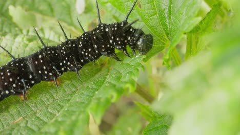 caterpillar arches upward slightly while moving forward across wide leaf