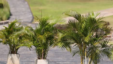 palm tree moving gently in the wind