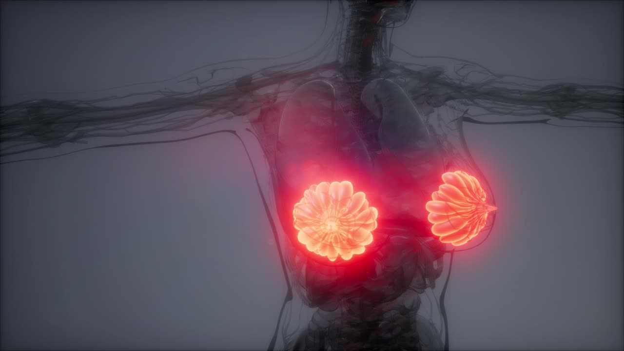 비만 여성의 유방선에 대한 의학적으로 정확한 그림