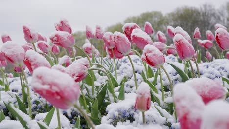 a light dusting of snow and frost and ice covers a field of white and pink tulip buds