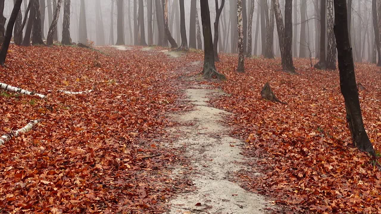 Path in the autumn forest. Fog in the forest