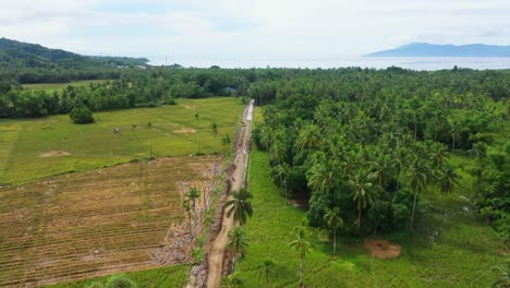 empty country road in green fields and thicket coconut trees at town in a countryside village in southern leyte in the philippines