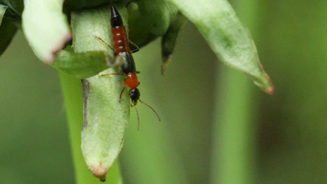 primer plano de un insecto marrón y negro descansando sobre una planta de diente de león verde en cámara lenta