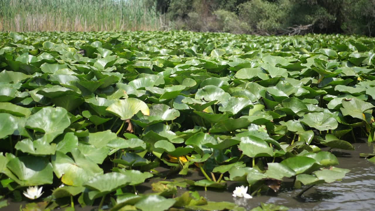 hermoso nenúfar en el profundo lago salvaje