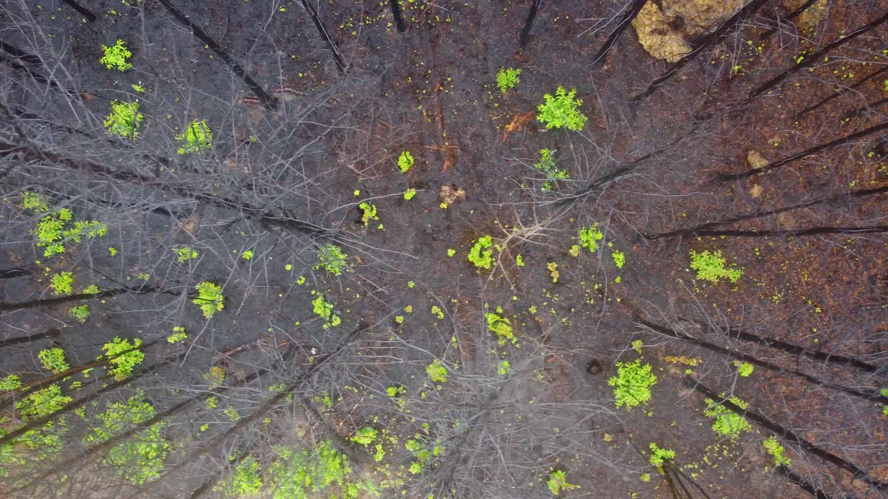 Top down aerial over dead forest, wildfire result, with green spots of hope