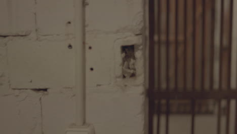 close-up of a weathered basement door with peeling paint and wooden bars