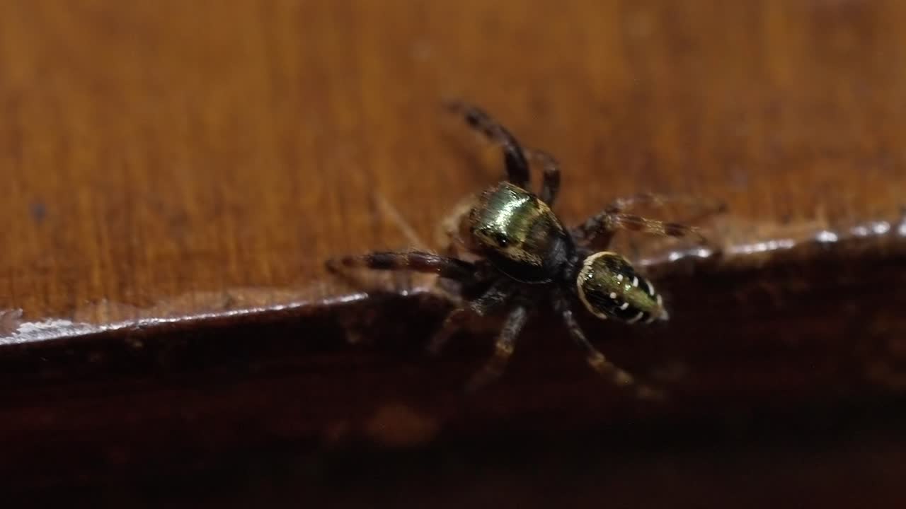 Macro close-up of a metallic jumping spider on a wooden surface