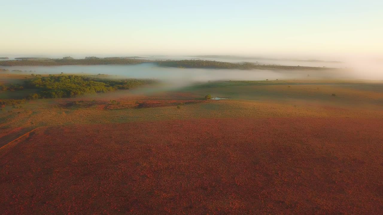 niebla matutina, pastizales, selva tropical y pinos justo después del amanecer
