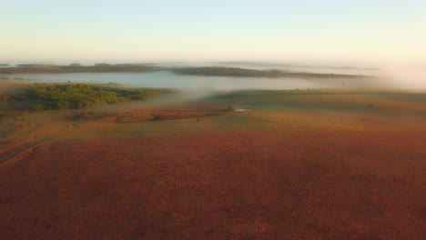 early morning mist, grasslands, rainforest and pine trees just after sunrise