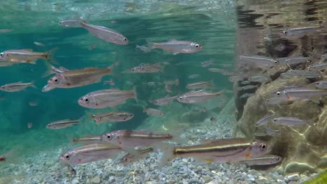 Schwarm-Kleiner-Fische,-Die-Im-Flachen-Wasser-In-Alle-Richtungen-Im-Mazedonischen-Ohridsee-In-Südeuropa-Schwimmen,-In-Zeitlupe-Gedreht