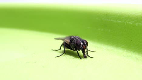 fly sitting on box and sucking_micro lens