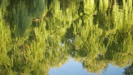 lago con el reflejo de los árboles y el cielo al atardecer.