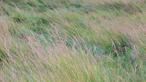 Hierba-De-Playa-Europea-Borrosa,-Juncos-Y-Tallos-Se-Balancean-En-El-Viento,-A-Lo-Largo-De-La-Orilla-Aislada-En-Las-Dunas-De-Arena-Blanca