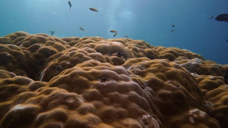 camera gliding above a big coral bommy with the sun light coming through the water