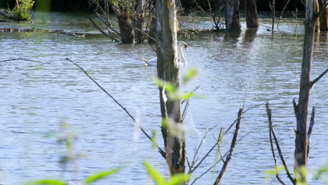 Eleganter-Weißer-Schwan,-Der-An-Einem-Sommertag-Großartig-Auf-Dem-Wasser-Eines-Teiches-Schwimmt-–-Gefilmt-In-4K