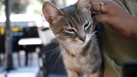 woman holding a gray cat
