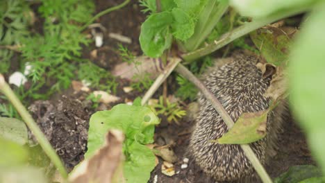 juvenile hedgehog foraging food on vegetable garden with beetroots