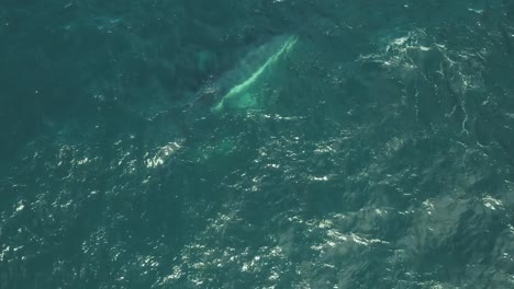 Cinematic-Aerial-Drone-Footage-of-Mother-and-Calf-Humpback-Whale-Close-Up