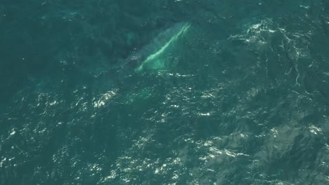 cinematic aerial drone footage of mother and calf humpback whale close up